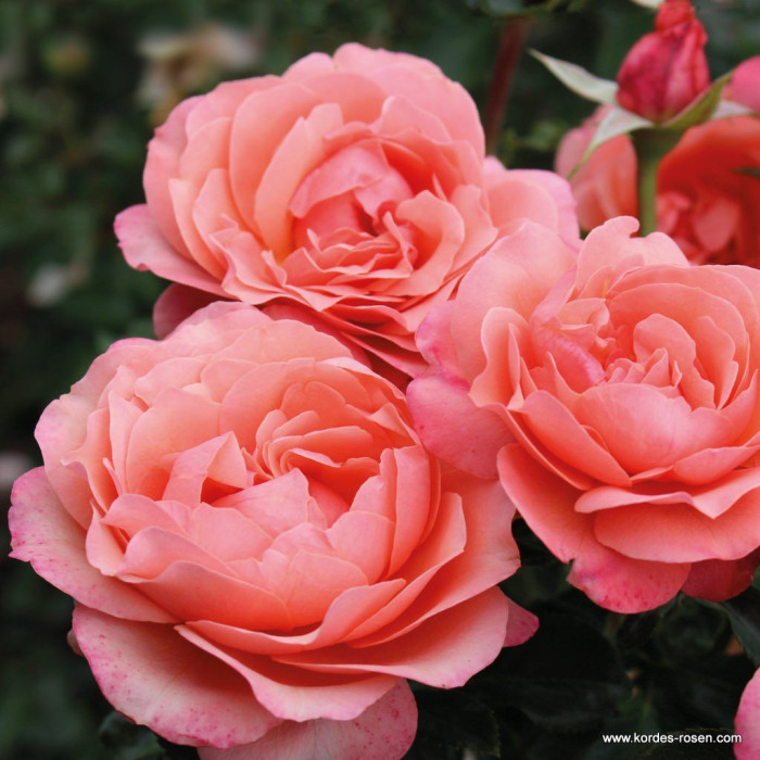 CORAL LIONS-ROSE®